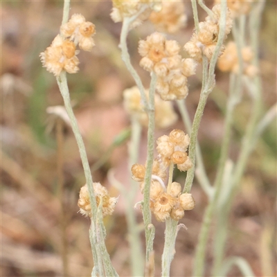 Pseudognaphalium luteoalbum (Jersey Cudweed) at Gundaroo, NSW - 10 Nov 2024 by ConBoekel