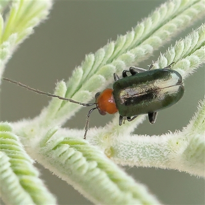 Adoxia benallae (Leaf beetle) at Gundaroo, NSW - 10 Nov 2024 by ConBoekel