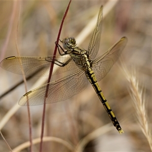 Orthetrum caledonicum at Strathnairn, ACT - 13 Nov 2024