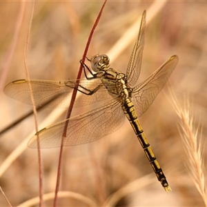 Orthetrum caledonicum at Strathnairn, ACT - 13 Nov 2024