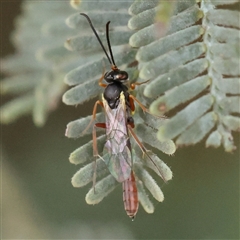 Ichneumonoidea (Superfamily) (A species of parasitic wasp) at Gundaroo, NSW - 10 Nov 2024 by ConBoekel