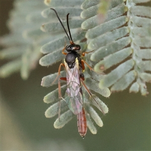 Ichneumonoidea (Superfamily) at Gundaroo, NSW - 11 Nov 2024 10:17 AM