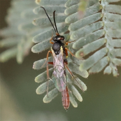 Ichneumonoidea (Superfamily) (A species of parasitic wasp) at Gundaroo, NSW - 10 Nov 2024 by ConBoekel