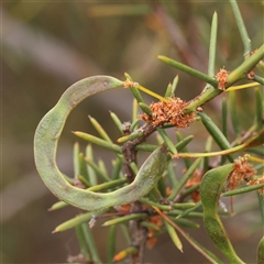 Acacia genistifolia (Early Wattle) at Gundaroo, NSW - 11 Nov 2024 by ConBoekel