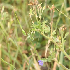 Erodium crinitum (Native Crowfoot) at Gundaroo, NSW - 11 Nov 2024 by ConBoekel