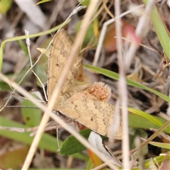 Scopula rubraria (Reddish Wave, Plantain Moth) at Gundaroo, NSW - 10 Nov 2024 by ConBoekel