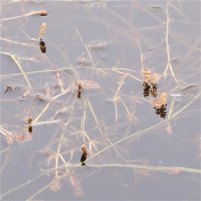 Potamogeton ochreatus (Blunt Pondweed) at Gundaroo, NSW - 11 Nov 2024 by ConBoekel