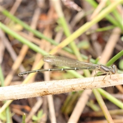 Xanthagrion erythroneurum (Red & Blue Damsel) at Gundaroo, NSW - 11 Nov 2024 by ConBoekel