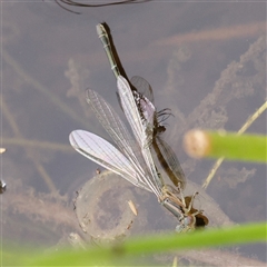 Xanthagrion erythroneurum at Gundaroo, NSW - 11 Nov 2024