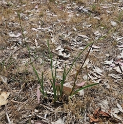 Dianella sp. aff. longifolia (Benambra) at Whitlam, ACT - 12 Nov 2024 10:52 AM