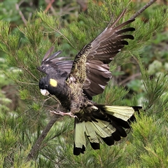 Zanda funerea (Yellow-tailed Black-Cockatoo) at Strathnairn, ACT - 12 Nov 2024 by MichaelWenke