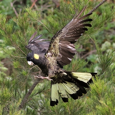 Zanda funerea (Yellow-tailed Black-Cockatoo) at Strathnairn, ACT - 13 Nov 2024 by MichaelWenke