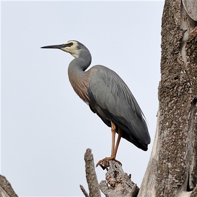 Egretta novaehollandiae (White-faced Heron) at Strathnairn, ACT - 13 Nov 2024 by MichaelWenke