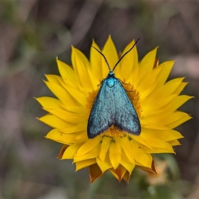 Pollanisus (genus) (A Forester Moth) at Hackett, ACT - 13 Nov 2024 by sbittinger