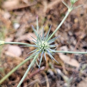 Eryngium ovinum at Whitlam, ACT - 12 Nov 2024 10:59 AM