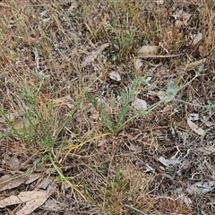 Eryngium ovinum at Whitlam, ACT - 12 Nov 2024 10:59 AM