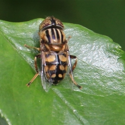 Eristalinus punctulatus (Golden Native Drone Fly) at Higgins, ACT - 12 Nov 2024 by Jennybach