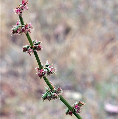 Rumex brownii (Slender Dock) at Whitlam, ACT - 12 Nov 2024 by sangio7