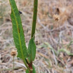 Rumex brownii at Whitlam, ACT - 12 Nov 2024 11:22 AM