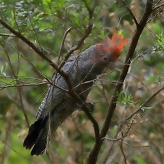 Callocephalon fimbriatum at Acton, ACT - suppressed