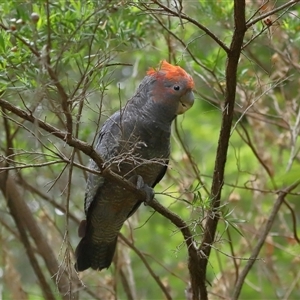 Callocephalon fimbriatum at Acton, ACT - suppressed