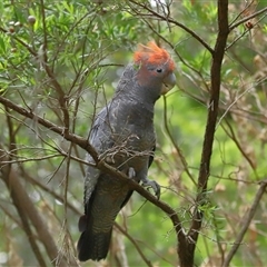 Callocephalon fimbriatum at Acton, ACT - suppressed