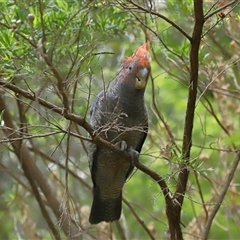 Callocephalon fimbriatum at Acton, ACT - suppressed