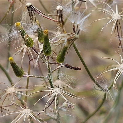 Senecio quadridentatus (Cotton Fireweed) at Whitlam, ACT - 12 Nov 2024 by sangio7