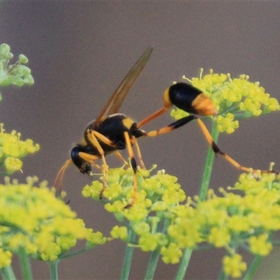 Sceliphron laetum (Common mud dauber wasp) at Higgins, ACT - 20 Jan 2019 by Jennybach