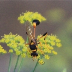 Sceliphron laetum at Higgins, ACT - 20 Jan 2019 06:47 PM