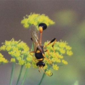 Sceliphron laetum at Higgins, ACT - 20 Jan 2019 06:47 PM