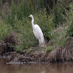 Ardea alba (Great Egret) at Dunlop, ACT - 12 Nov 2024 by AlisonMilton