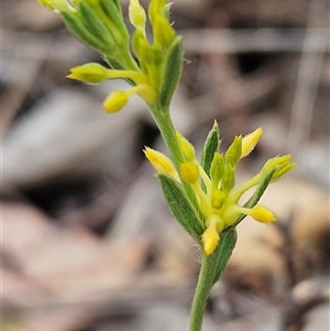 Pimelea curviflora var. sericea at Whitlam, ACT - 12 Nov 2024