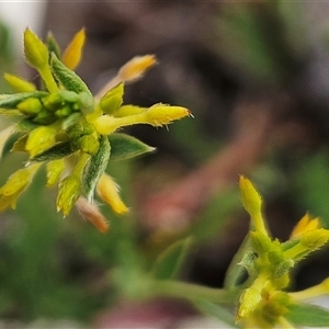 Pimelea curviflora var. sericea at Whitlam, ACT - 12 Nov 2024