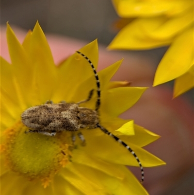 Rhytiphora paulla (Longhorn beetle) at Duffy, ACT - 13 Nov 2024 by Miranda