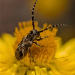 Rhytiphora paulla at Duffy, ACT - 13 Nov 2024