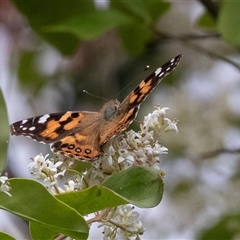 Vanessa kershawi (Australian Painted Lady) at Hawker, ACT - 12 Nov 2024 by AlisonMilton