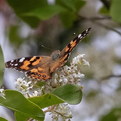 Vanessa kershawi (Australian Painted Lady) at Hawker, ACT - 12 Nov 2024 by AlisonMilton