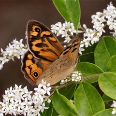 Heteronympha merope (Common Brown Butterfly) at Hawker, ACT - 12 Nov 2024 by AlisonMilton