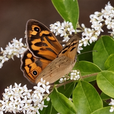 Heteronympha merope (Common Brown Butterfly) at Hawker, ACT - 13 Nov 2024 by AlisonMilton