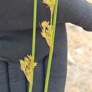 Juncus sp. at Whitlam, ACT - 12 Nov 2024 11:47 AM