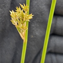 Juncus sp. at Whitlam, ACT - 12 Nov 2024 11:47 AM