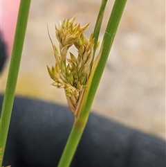 Juncus sp. at Whitlam, ACT - 12 Nov 2024 11:47 AM