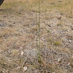 Juncus sp. at Whitlam, ACT - 12 Nov 2024 11:47 AM