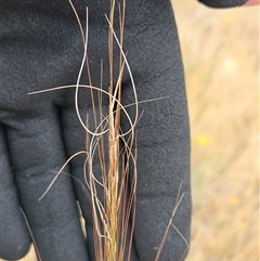 Austrostipa scabra (Corkscrew Grass, Slender Speargrass) at Belconnen, ACT - 12 Nov 2024 by sangio7