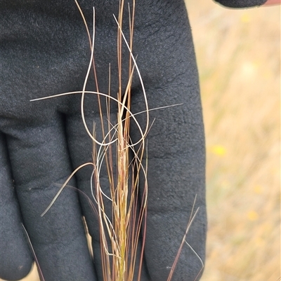 Austrostipa scabra (Corkscrew Grass, Slender Speargrass) at Belconnen, ACT - 12 Nov 2024 by sangio7