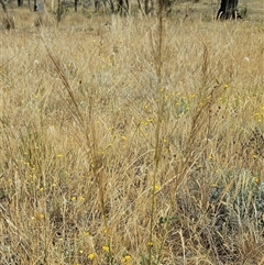 Austrostipa scabra at Belconnen, ACT - 12 Nov 2024