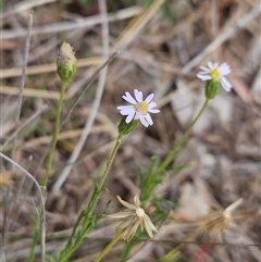 Vittadinia muelleri (Narrow-leafed New Holland Daisy) at Whitlam, ACT - 12 Nov 2024 by sangio7