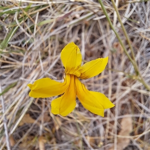 Goodenia pinnatifida at Watson, ACT - 13 Nov 2024