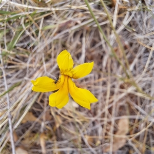 Goodenia pinnatifida at Watson, ACT - 13 Nov 2024